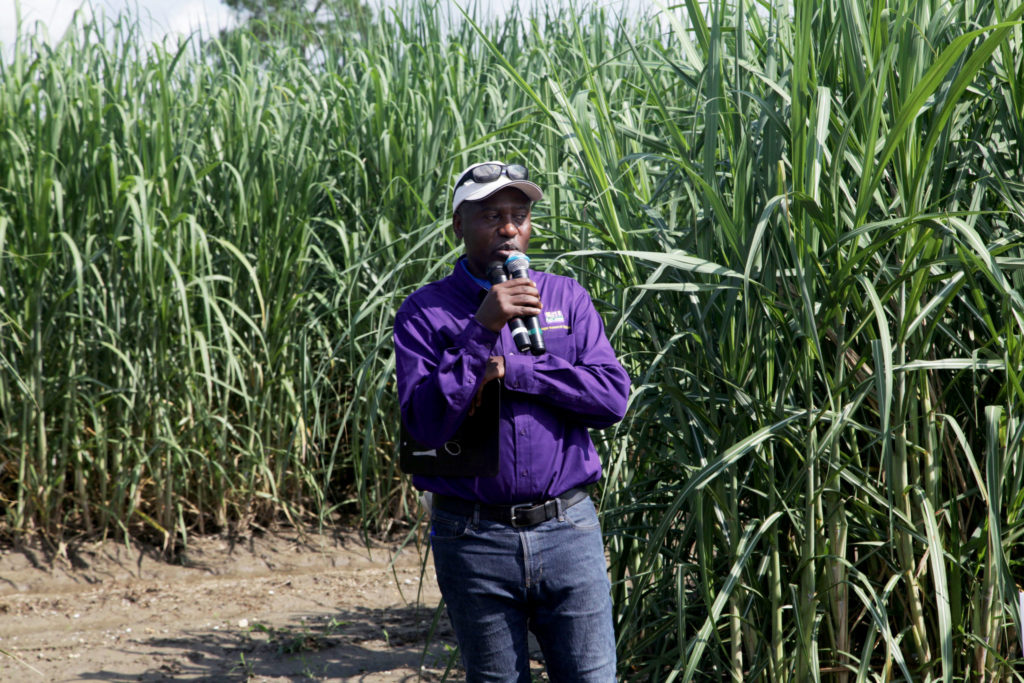 Страны выращивающие сахарный тростник. Сахарный тростник в Луизиане. Sugar Cane mm2.